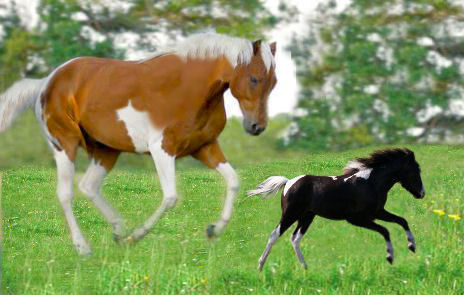 Tiny Horses.jpg